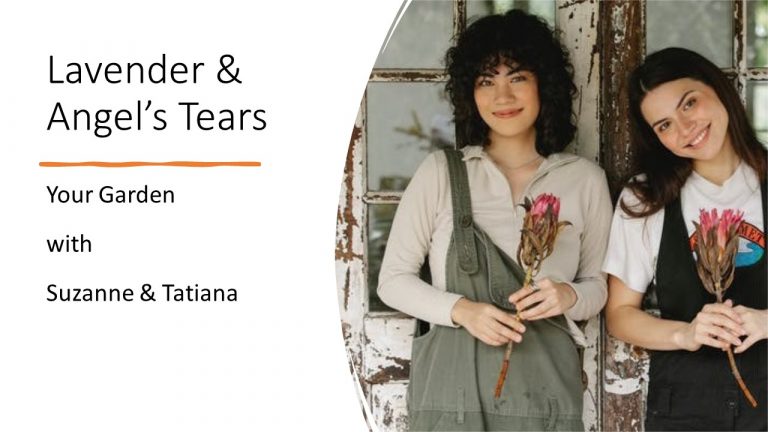 Lavender and Angel’s Tears