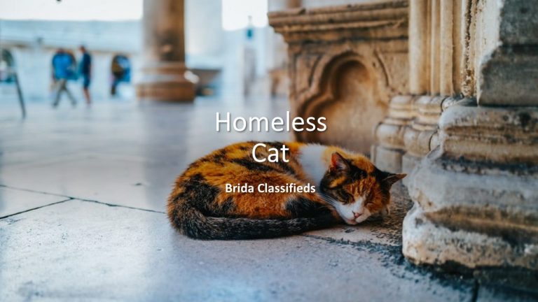 Feed Homeless Cats